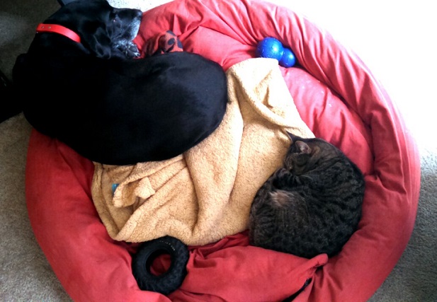 Black Lab and cat sharing bed