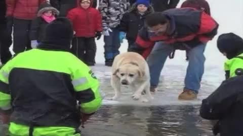 Dog polar plunge