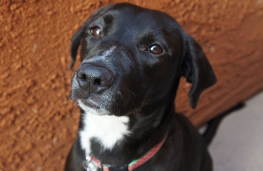 Foster dog Lana the Lab mix for adoption San Diego