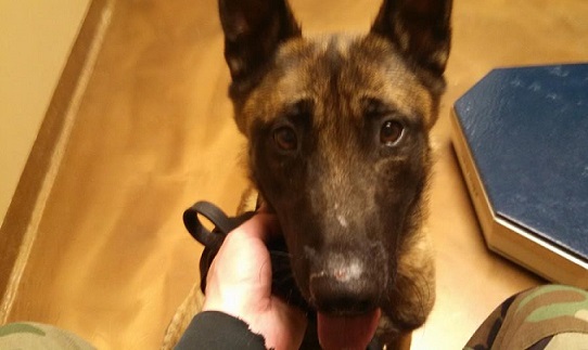 K9 police dog found after 2 months