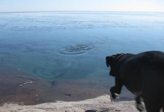 Lab jumping in Lake Superior