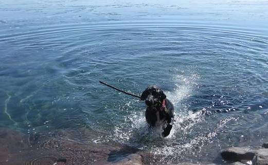 Lake Superior dog retrieving