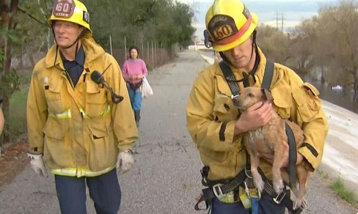 Lucky the dog pulled from LA River
