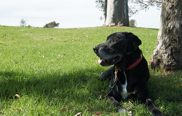 My dog Ace the Lab mix hanging out in San Dieguito County Park
