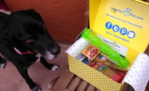My dog with his box from Surprise My Pet