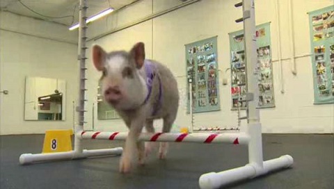 Pig doing dog agility