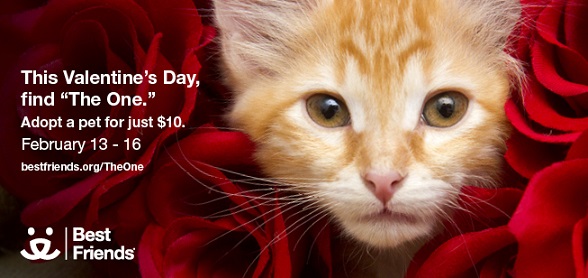 Valentine's Day Cat and Dog adoption specials
