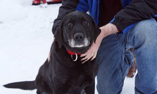 Blind dog lost in Alaska returned after 2 weeks
