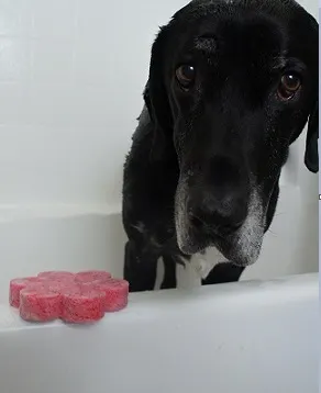 My dog Ace gets a bath at home in the tub