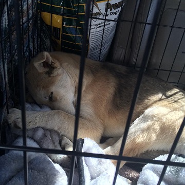 Dog rescued from Indian Reservation