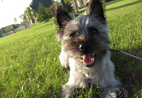 Lucy the Cairn terrier mix