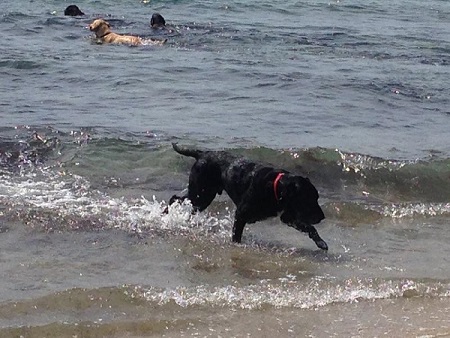 My Lab mix Ace at the dog beach
