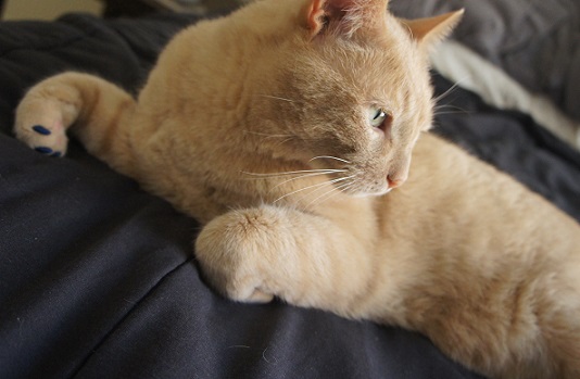 My tan tabby cat Beamer wearing soft paws