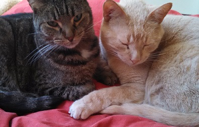 My tabby cats Scout and Beamer