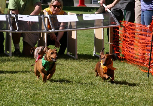 Rescue group tries to ban wiener dog races 