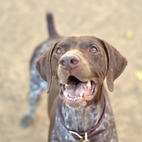 German shorthaired pointer rescue