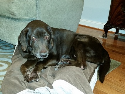 Chip the 14 year old Chocolate Lab