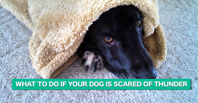 What to do if your dog is scared of thunder