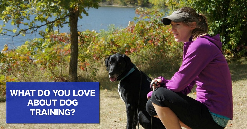What do you love aout dog training