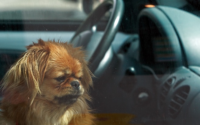 Dog waiting in the car