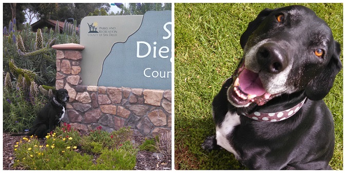 Ace the Lab mix San Dieguito