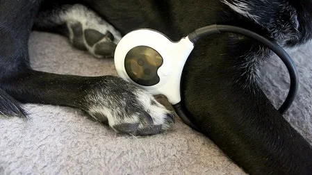 My dog Ace using the Assisi Loop 2.0