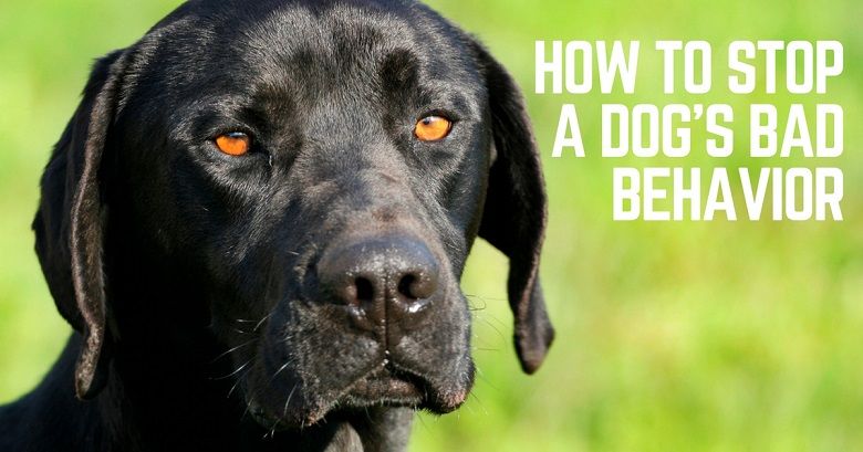 How to stop a dog's bad behavior