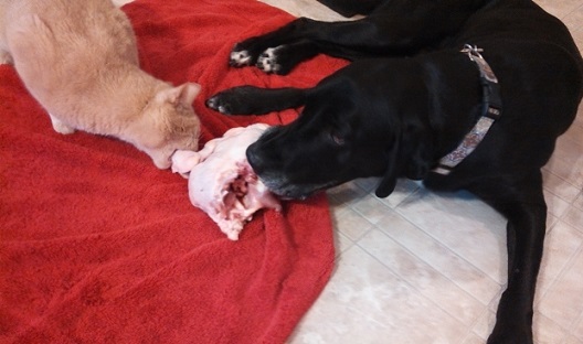 dog and cat sharing raw food