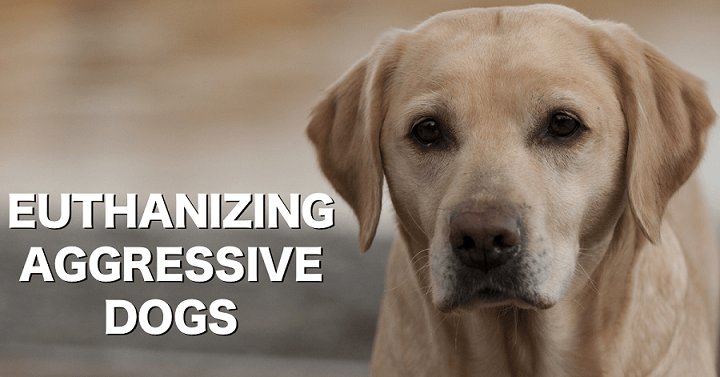 euthanizing aggressive dogs