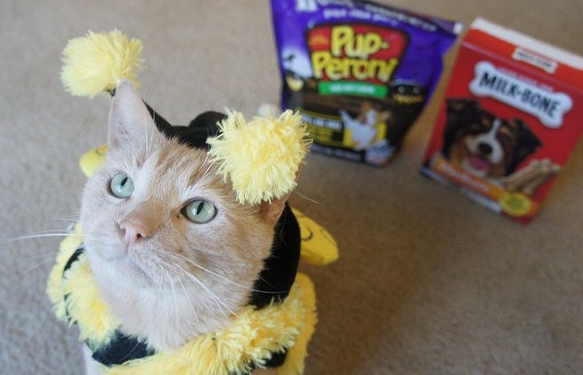 Teach your cat to wear a halloween costume