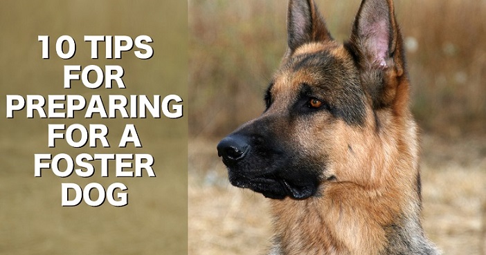 Tips for bringing home a foster dog