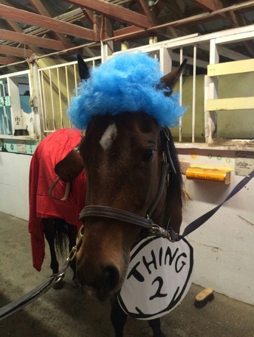 Horse dressed as Thing 2