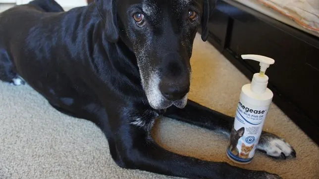 My dog Ace with Omegease fish oil