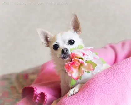 Quinn the Chihuahua for adoption Washington