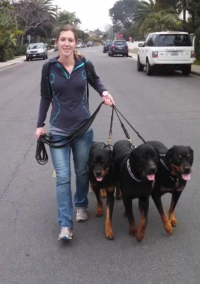 Walking three rottweilers