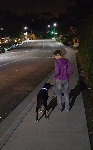 Ace LED Dog Collar Blue Lindsay Walking