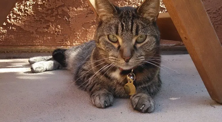 Gray tabby cat on the patio