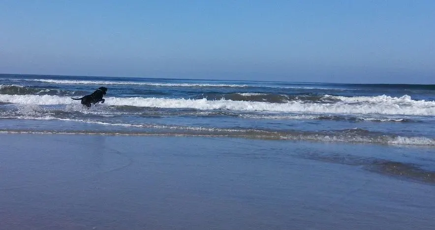 My black Lab mix Ace at the ocean