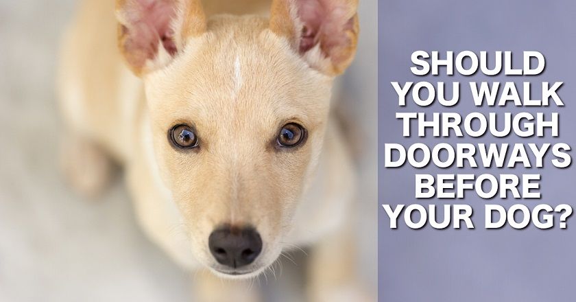 Should you walk through doors before your dog