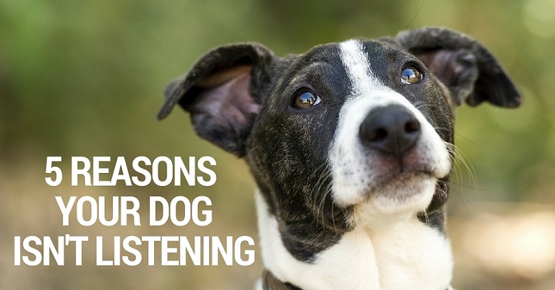 5 reasons your dog isn't listening