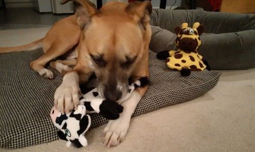 Baxter the boxer mix with his Hear Doggy toy