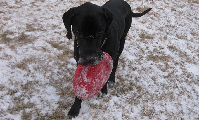 Dog playing Frisbee in the snow