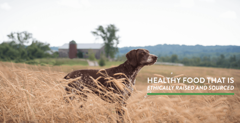 Open Farm Dry Dog Food Review
