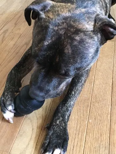 Pitbull mix with Kong toy