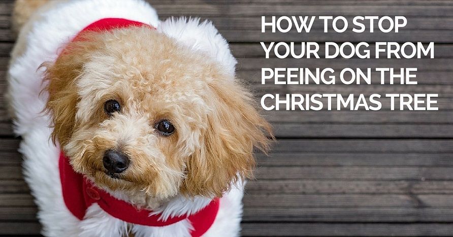 Stop your dog from peeing on the Christmas tree