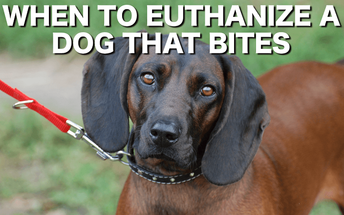 When to euthanize a dog that bites