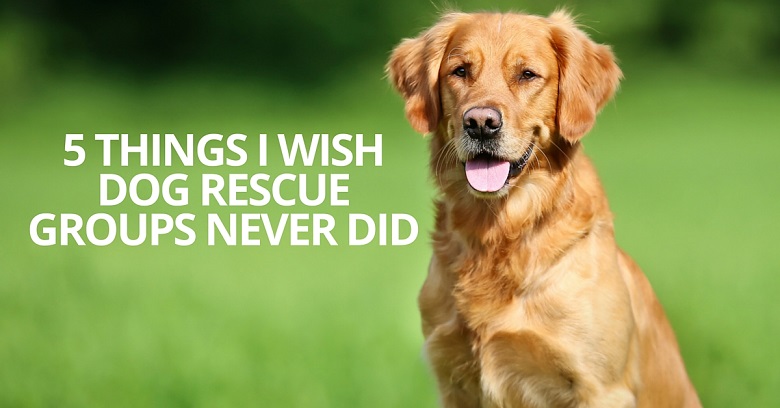 5 things I wish dog rescue groups never did