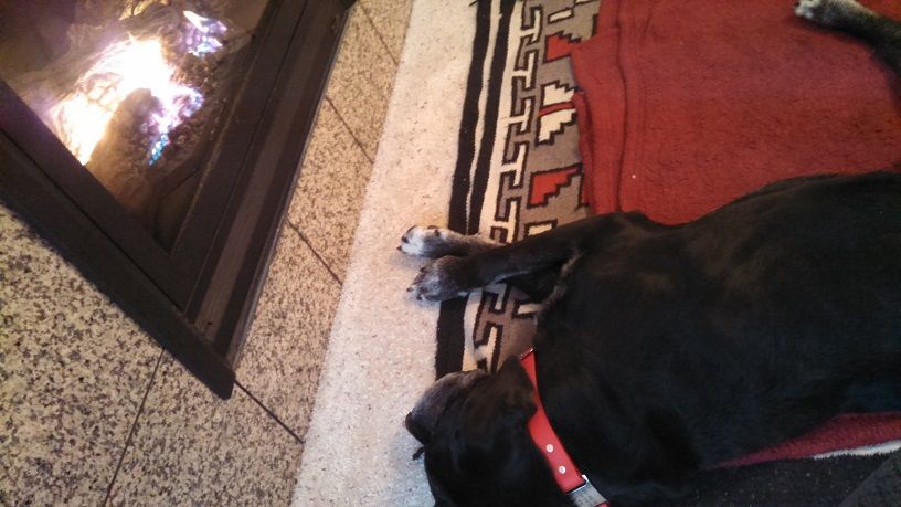 Ace the black Lab by the fire
