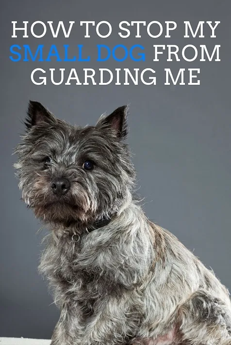 How to stop my small dog from guarding me