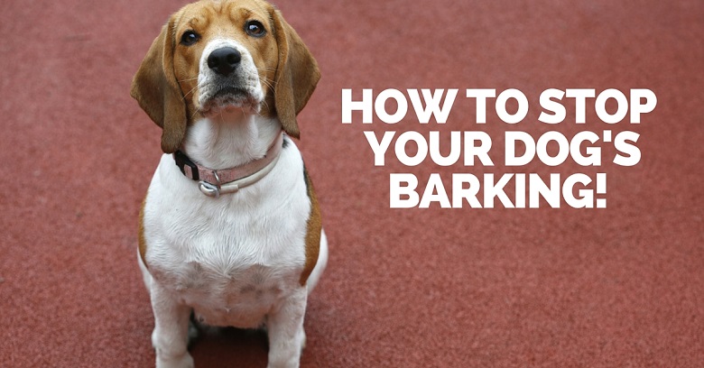 How to stop a dog's barking